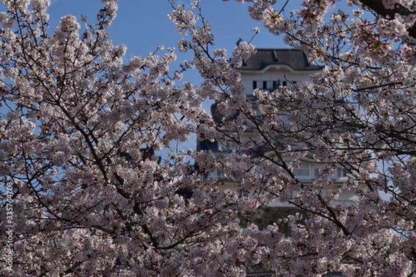 Obraz 春の姫路城