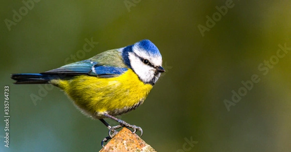 Fototapeta Blue Tit.