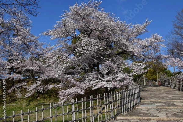 Obraz 春の姫路城