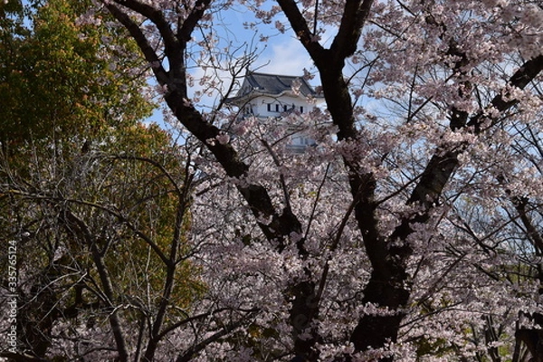 Obraz 春の姫路城