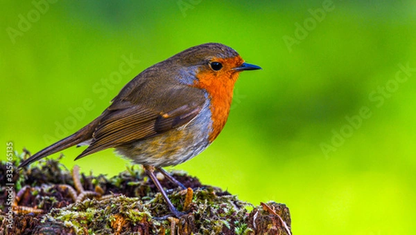 Fototapeta Robin.