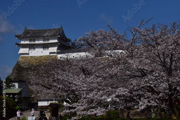 Fototapeta 春の姫路城