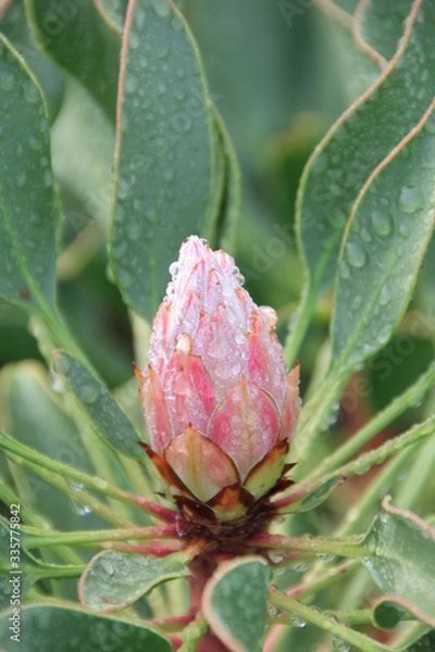 Fototapeta After the rain