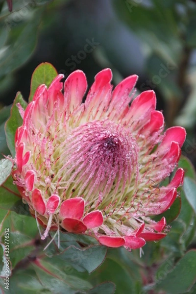 Fototapeta After the rain