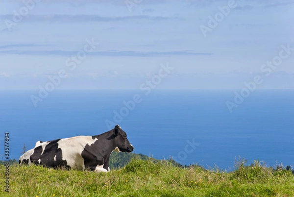 Obraz Cow By The Sea
