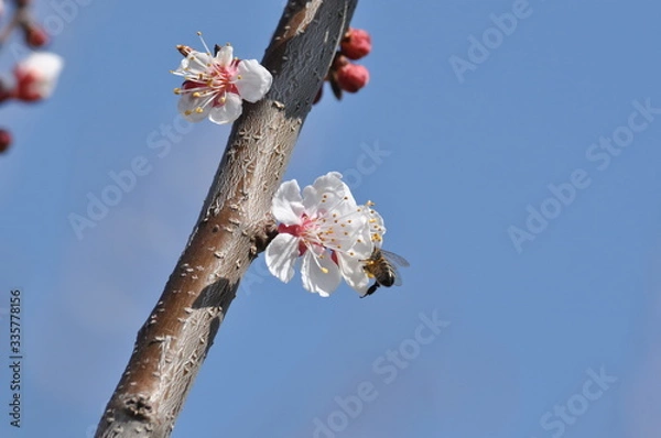 Obraz Spring in the city