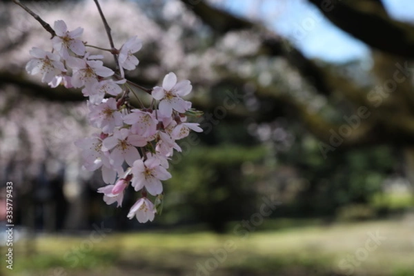 Obraz pink cherry blossoms