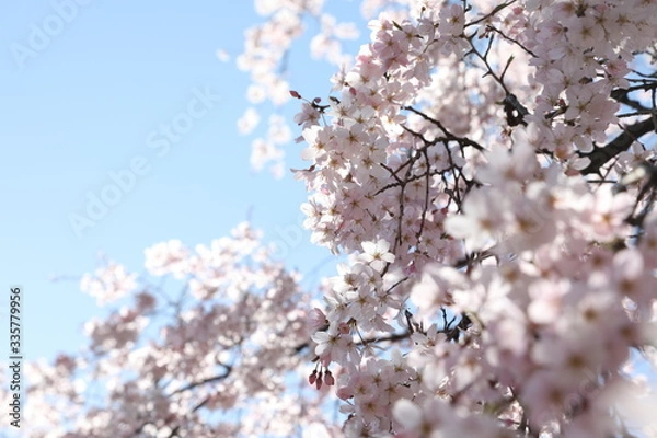 Obraz cherry tree blossom