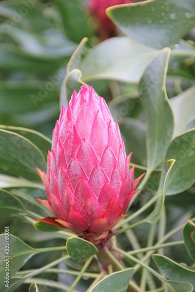 Fototapeta After the rain