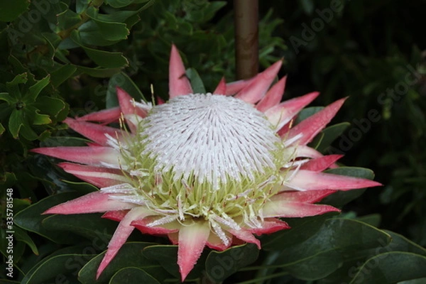 Fototapeta After the rain