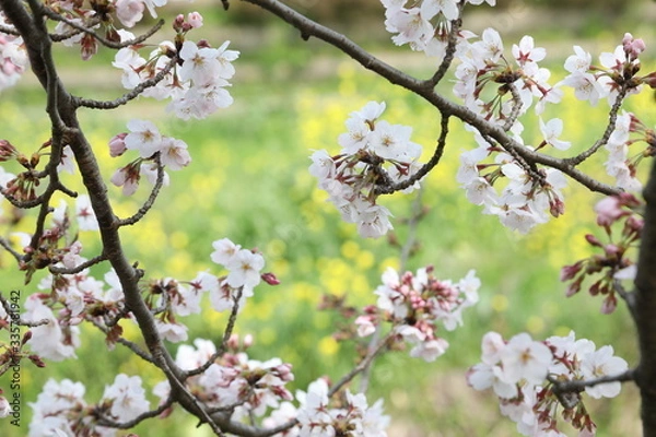 Obraz blooming cherry tree with yellow