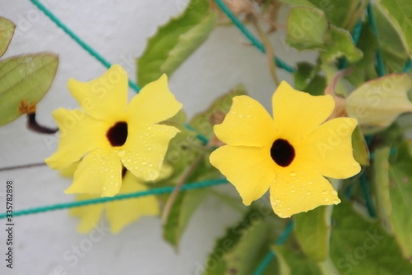 Fototapeta After the rain