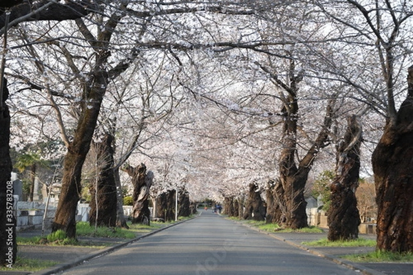 Obraz Cherry tree arch 