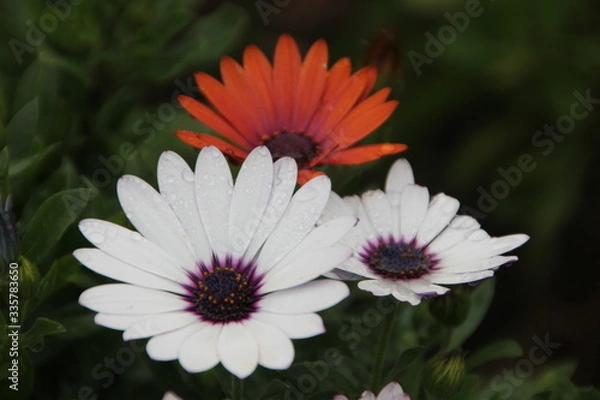 Fototapeta After the rain