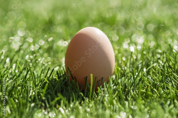 Obraz Egg (symbol of Easter) on the grass