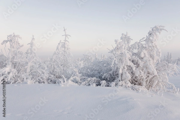 Fototapeta Winter day. Naked trees and pines covered with white snow on there branches. Walking on nature. Travel on north. Frosty landscape