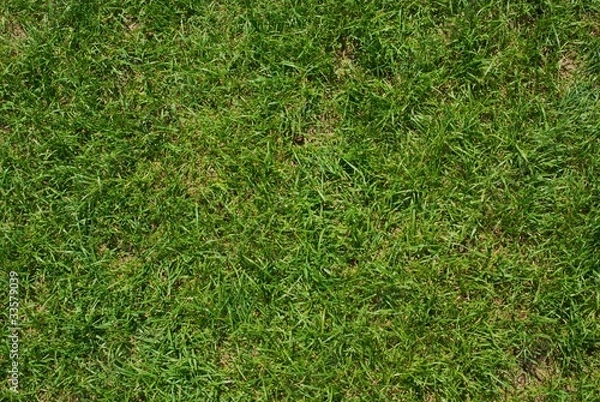 Obraz Grass from above