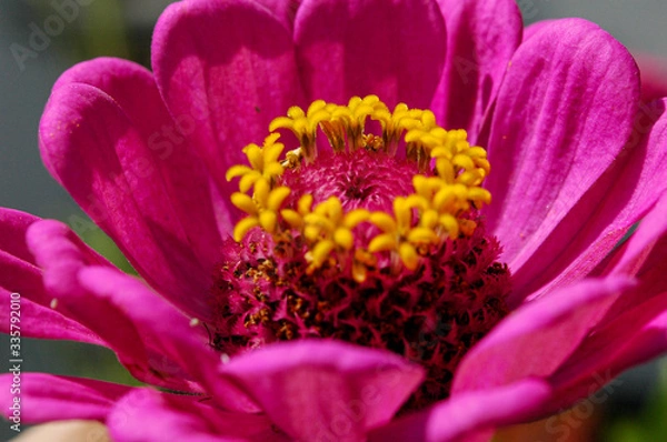 Obraz Blütenstempel