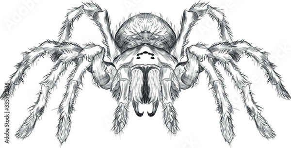 Fototapeta tarantula spider black and white vector black and white coloring sketch scary Halloween
