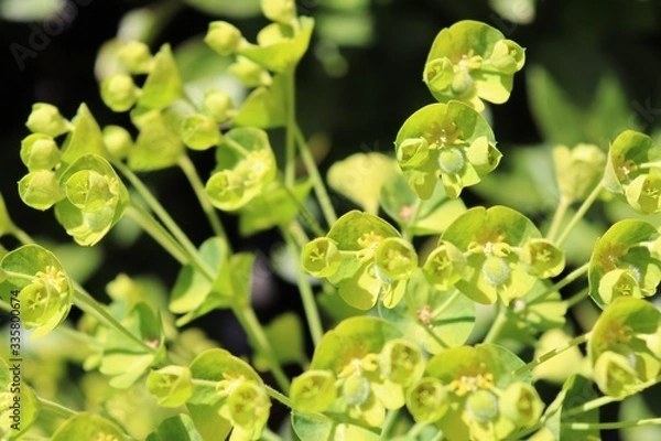Fototapeta Fleurs vertes d'euphorbes - euphorbes en fleur au printemps dans la commune de Corbas - Département du Rhône- France
