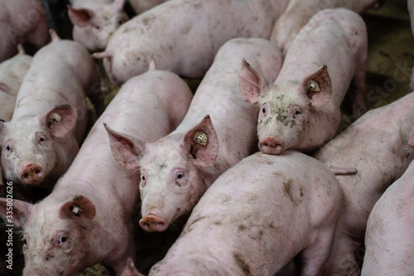 Fototapeta Group of pigs in a farm