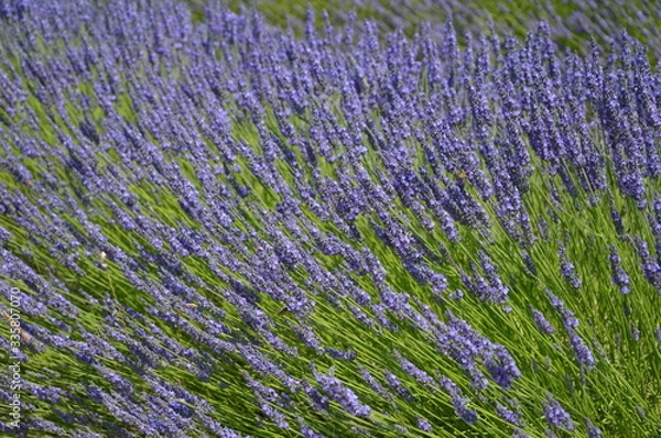 Obraz Champs de lavande