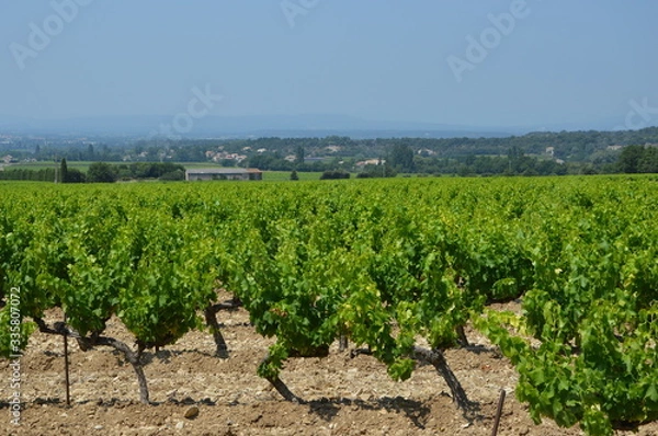 Fototapeta Champ de vigne