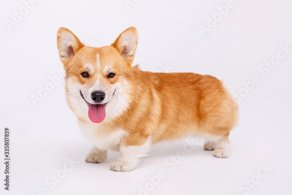 Fototapeta welsh corgi pembroke dog isolated on white background