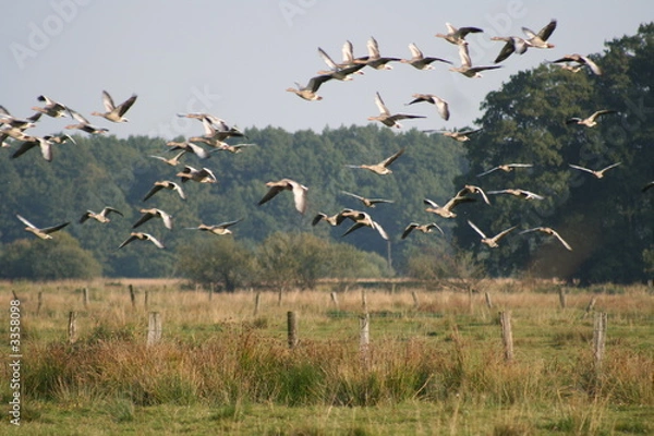 Obraz migrujące ptaki
