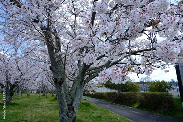 Fototapeta 桜～運動公園～