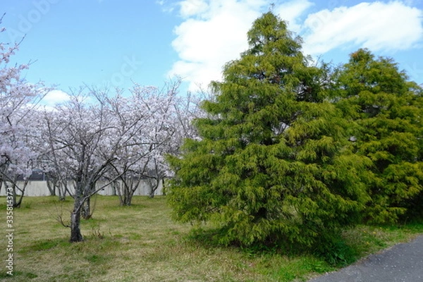 Fototapeta 桜～運動公園～