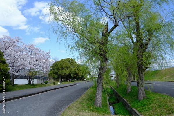 Fototapeta 桜～運動公園～