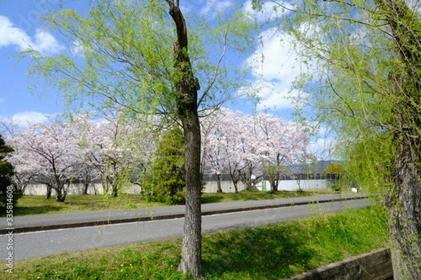 Fototapeta 桜～運動公園～