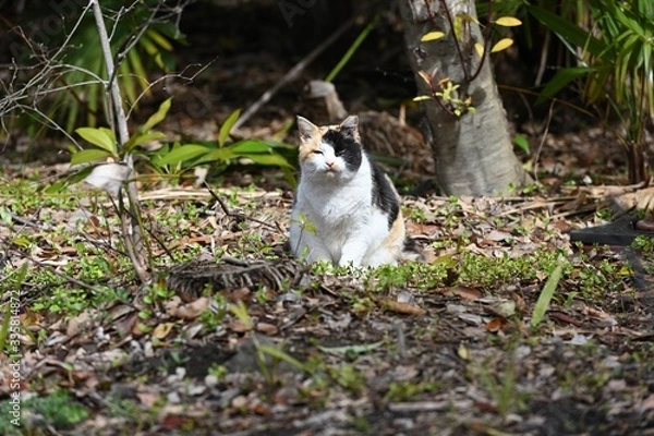 Obraz 三毛猫の眼差し