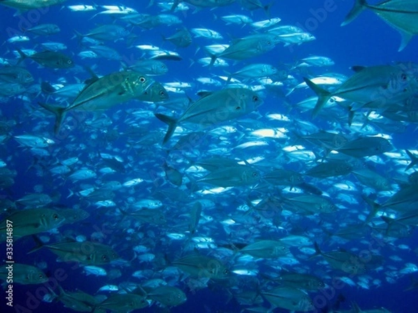 Fototapeta 海を泳ぐ灰色の魚の群れ