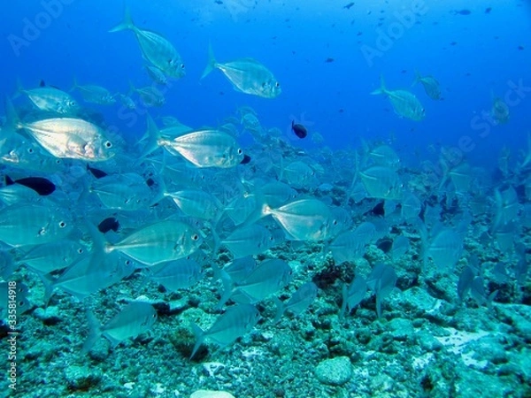 Fototapeta 海を泳ぐ灰色の魚の群れ