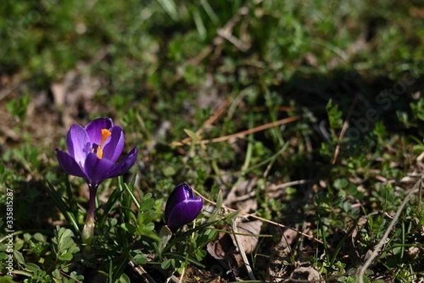 Obraz パープルのクロッカス