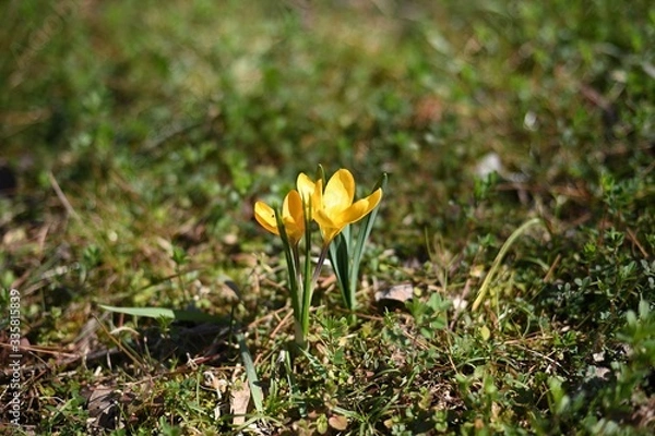 Obraz 黄色のクロッカス