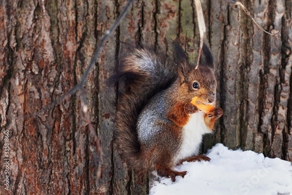 Fototapeta squirrel