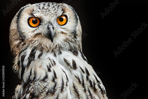 Obraz owl