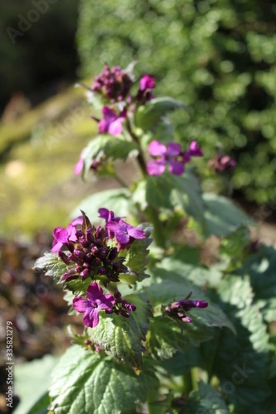Fototapeta the silver penny (Lunaria annua) in the flowering phase