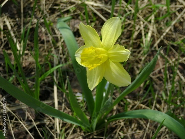 Obraz yellow daffodil flower
