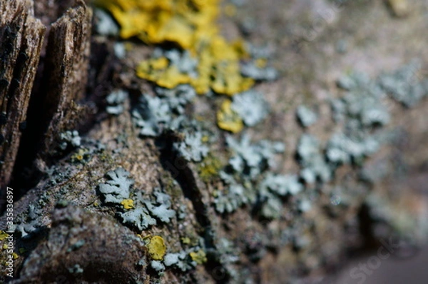 Obraz lichen on tree bark