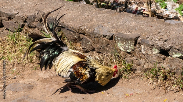 Obraz Hahn Bali, Kampfhahn