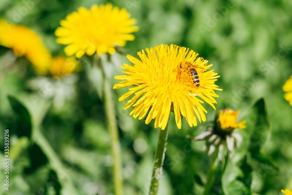 Obraz A bee is collecting nectar on yellow Dandelion flower (Taraxacum officinale) close up on green grass background.