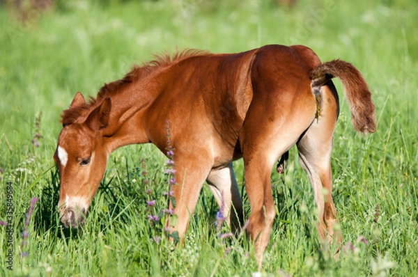 Fototapeta Horse foal on pasture. A herd of wild horses shown on Water island in atmospheric Rostov state reserve