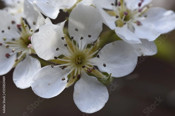 Obraz fleur du poirier