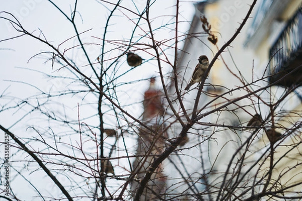 Fototapeta A bird sitting on a branch object for creativity