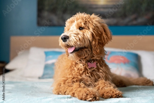 Obraz goldendoodle dog on the bed
