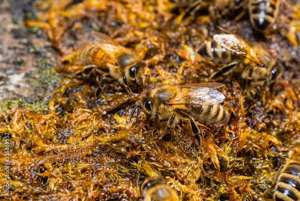 Fototapeta Bees drinking water from wet moss, bees drinking water, macro photo